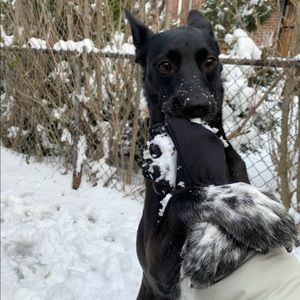 Meet your Posher, Alexa